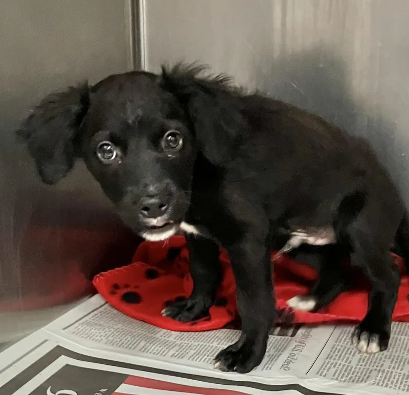 A baby medium-sized male Black Labrador Retriever dog named Hooch for adoption in Parma, OH