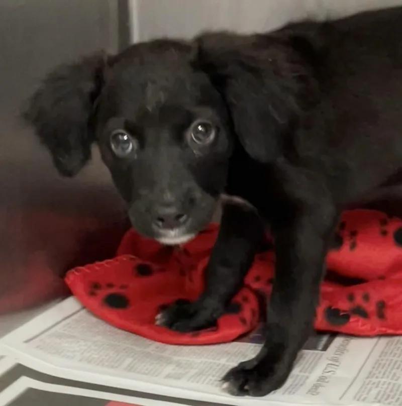 Hooch thumbnail 2