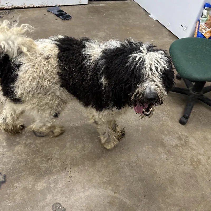 A senior large-sized male Mixed Breed dog named Key for adoption in Corbin, KY