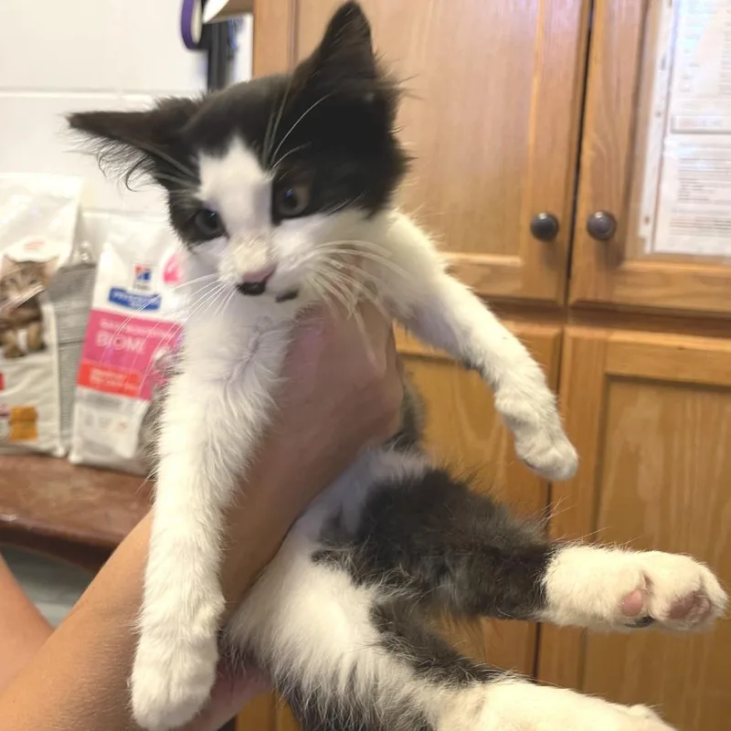 A baby small-sized male Domestic Long Hair cat named Alexandrite for adoption in Albert Lea, MN