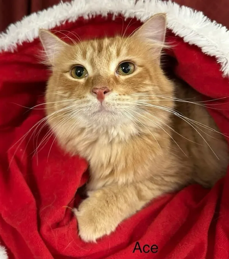 A young small-sized male Domestic Long Hair cat named Ace Bonded Wadam for adoption in Ballwin, MO