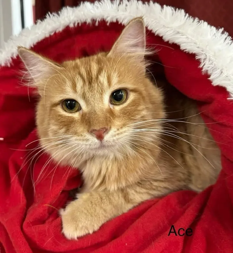 Ace Bonded Wadam thumbnail 2