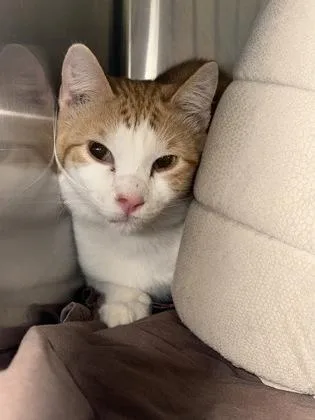 An adult medium-sized male Domestic Short Hair cat named Mark for adoption in Independence, MO