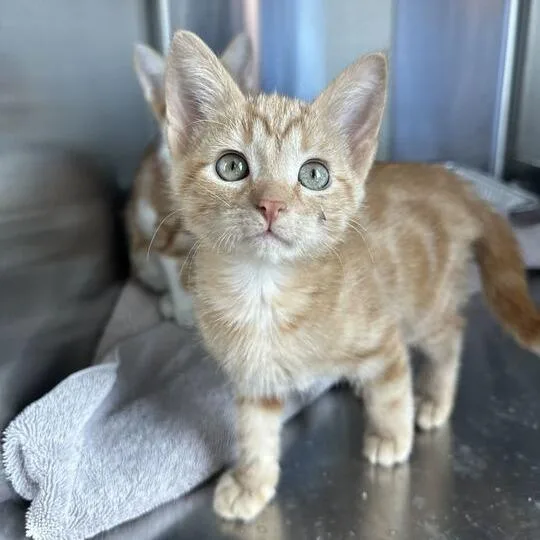 A baby small-sized male Orange / Red Domestic Short Hair cat named Timmy for adoption in Matteson, IL