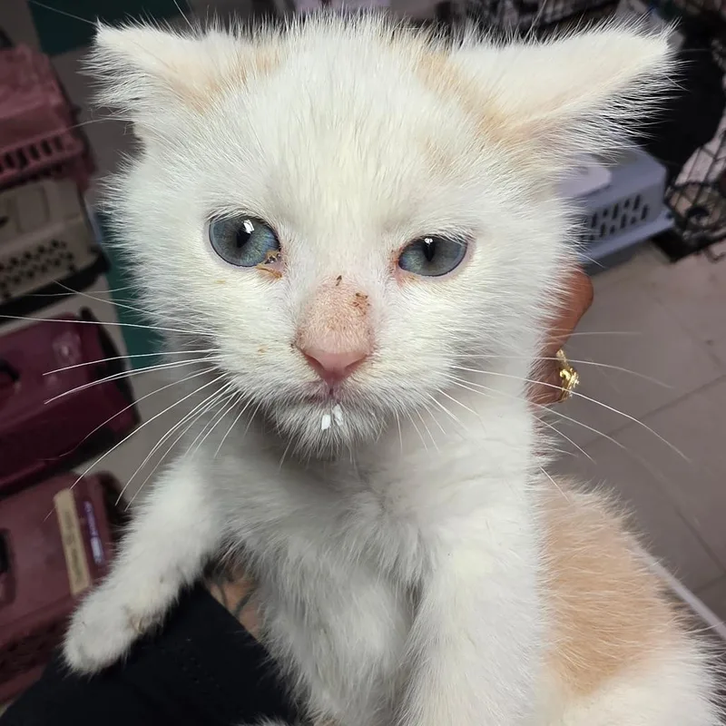 A baby small-sized male White Domestic Short Hair cat named Manny for adoption in Leander, TX