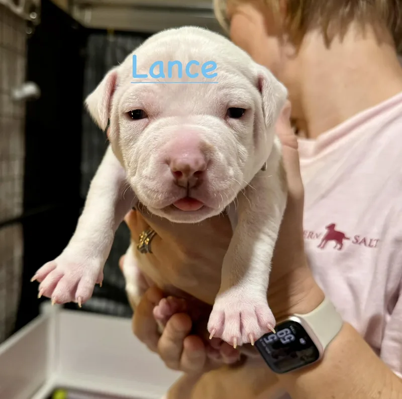 Lance