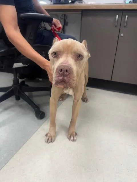A senior large-sized male Pit Bull Terrier dog named Harley for adoption in Van Nuys, CA