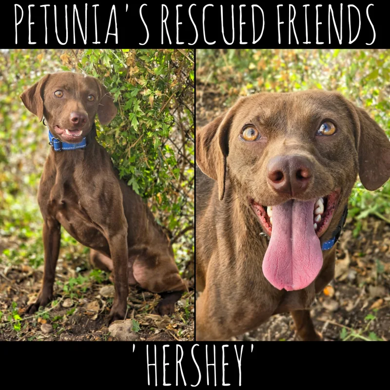 Hershey thumbnail 2