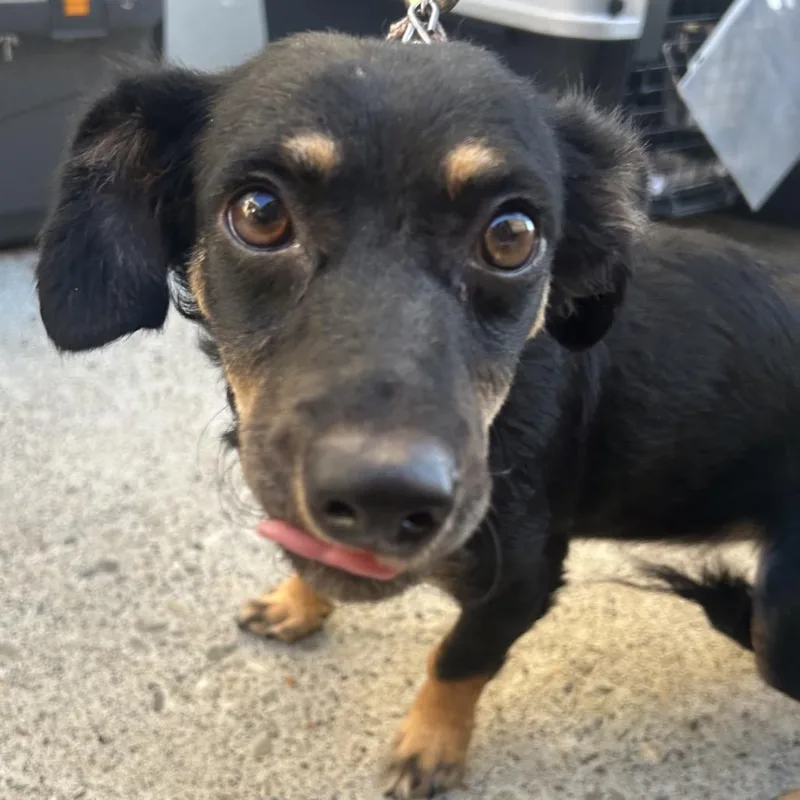 An adult small-sized female Chihuahua dog named Chloe for adoption in Point Richmond, CA