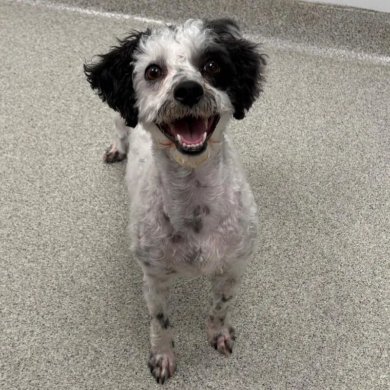 An adult small-sized female White / Cream Mixed Breed dog named Dice  Bonded To for adoption in Naperville, IL