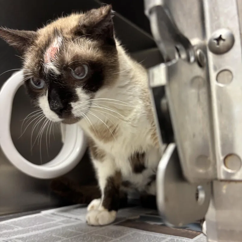 Caramello thumbnail 2