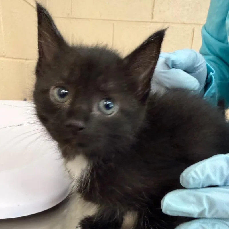 A baby small-sized female Black Domestic Short Hair cat named Gerta for adoption in Troy, VA