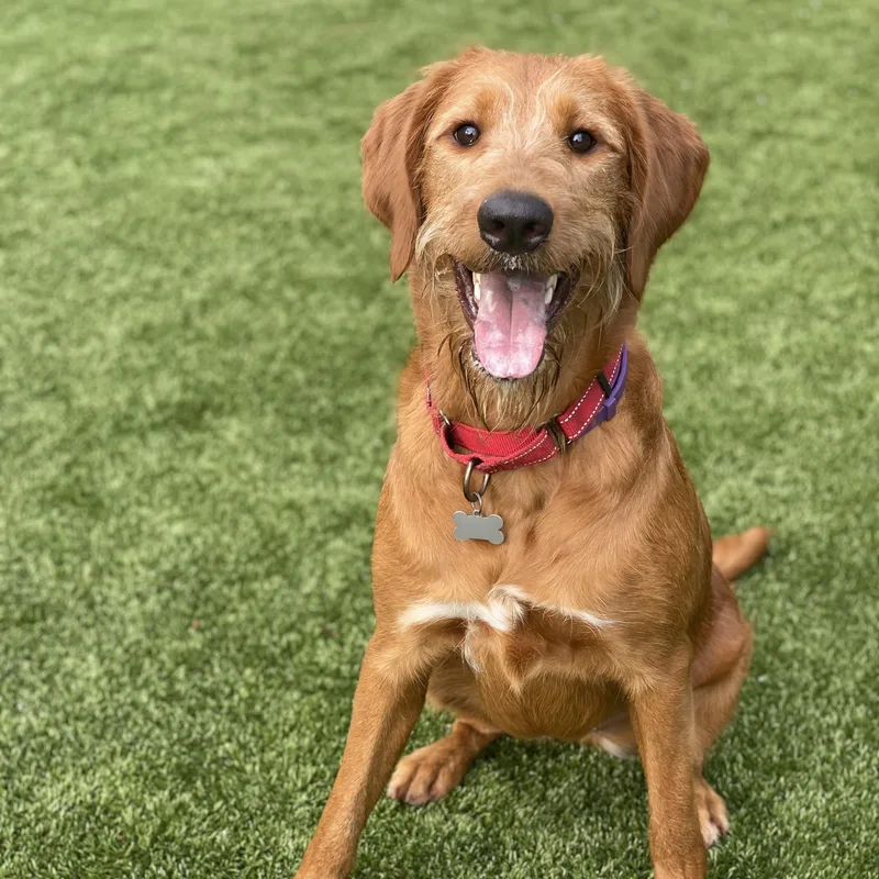 A young medium-sized female Red / Chestnut / Orange Goldendoodle dog named Fancy for adoption in Cranston, RI