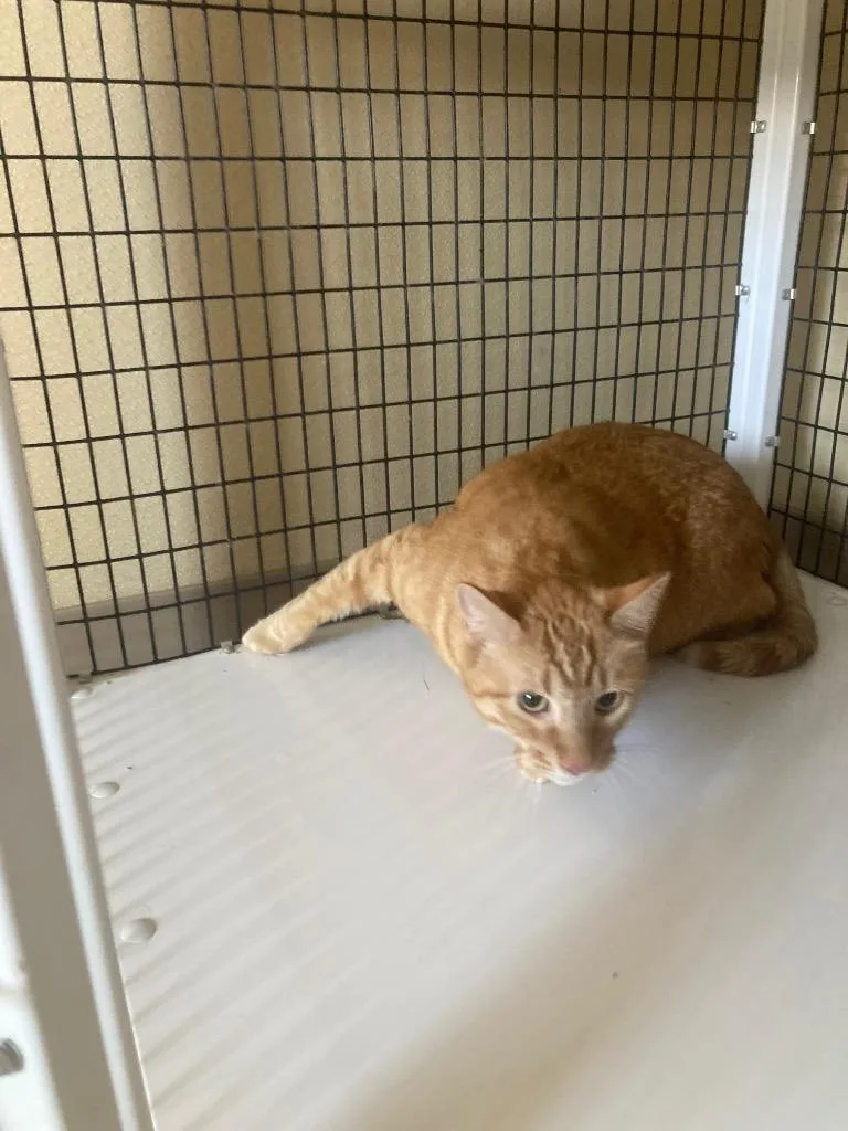An adult large-sized male Domestic Medium Hair cat named Sunny for adoption in Green River, WY