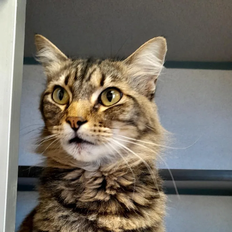 An adult large-sized female Gray / Blue / Silver Domestic Medium Hair cat named Rosie for adoption in Santa Barbara, CA