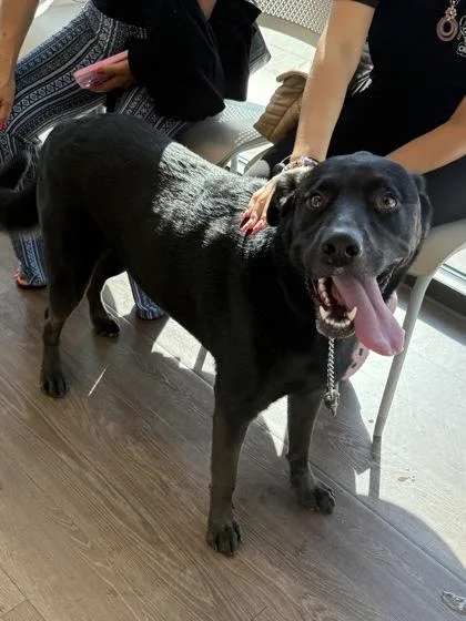 An adult large-sized male Labrador Retriever dog named Taz for adoption in Atlanta, GA