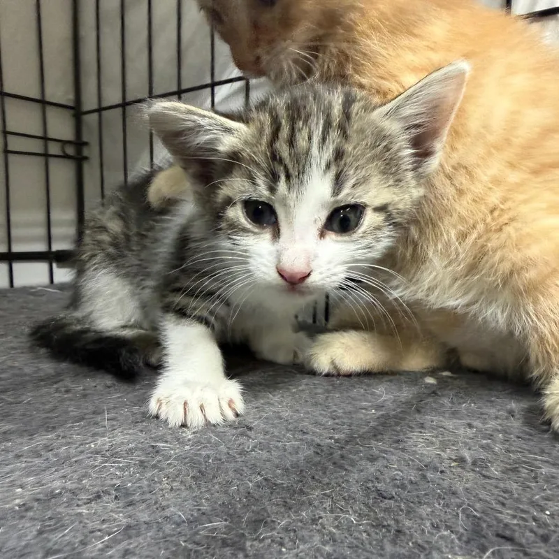 A baby small-sized female Gray / Blue / Silver Domestic Short Hair cat named Fern for adoption in Gainesville, FL