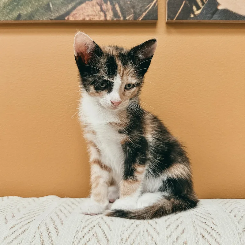 A baby small-sized female Calico Domestic Short Hair cat named Lace for adoption in Richmond, VA