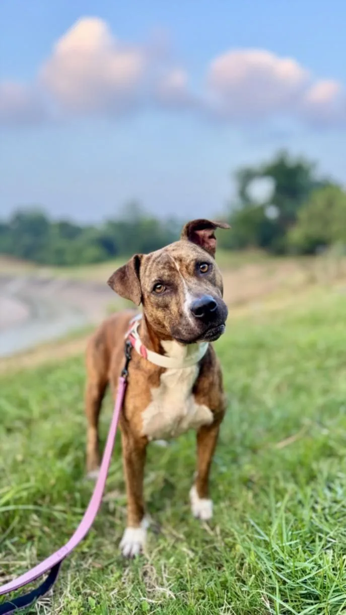 An adult medium-sized female Staffordshire Bull Terrier dog named Sunshine for adoption in Houston, TX
