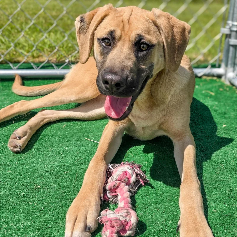 A baby medium-sized female Black Mouth Cur dog named Roberta for adoption in Gainesville, TX