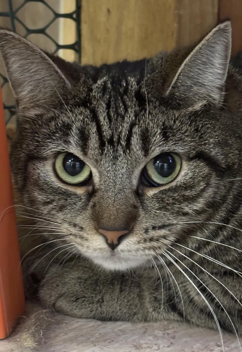 An adult medium-sized female Domestic Short Hair cat named Abby Tabby for adoption in Beacon, NY
