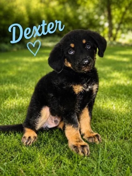 Dexter