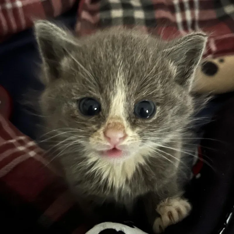 A baby small-sized male Gray / Blue / Silver Domestic Short Hair cat named Ice Cube for adoption in Lynchburg, VA