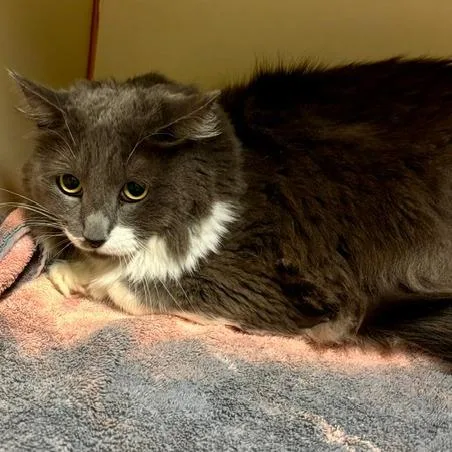 An adult large-sized female Domestic Long Hair cat named Estrella for adoption in South Elgin, IL
