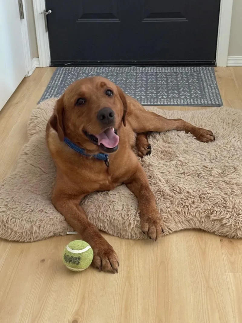 An adult large-sized male Merle (Red) Labrador Retriever dog named Wrangler for adoption in North Bend, WA
