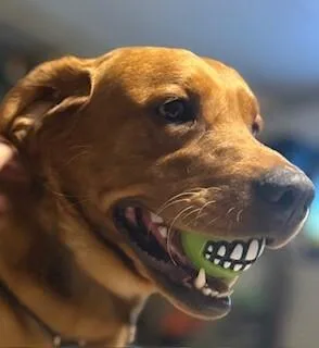 Wrangler thumbnail 4