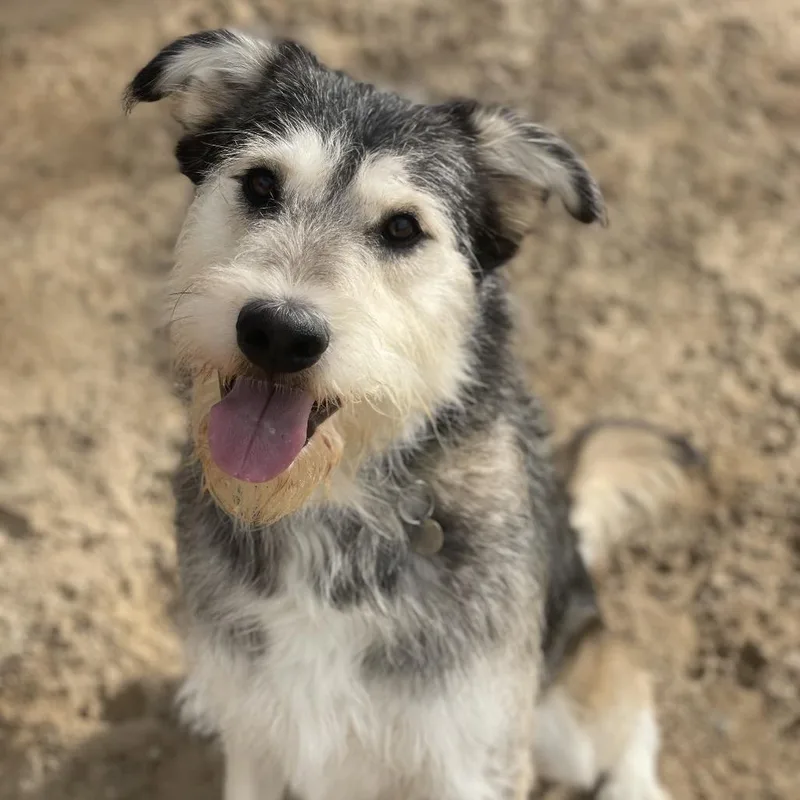 An adult medium-sized male Terrier dog named Bill for adoption in Riverside, CA