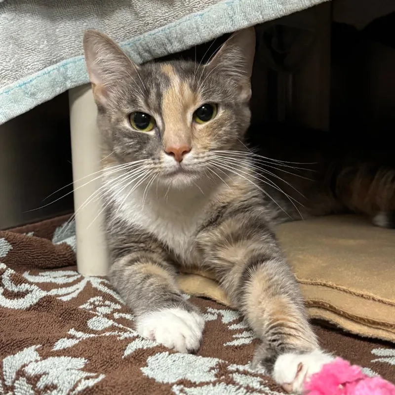 An adult medium-sized female Calico Domestic Short Hair cat named Juna for adoption in Springfield, MA