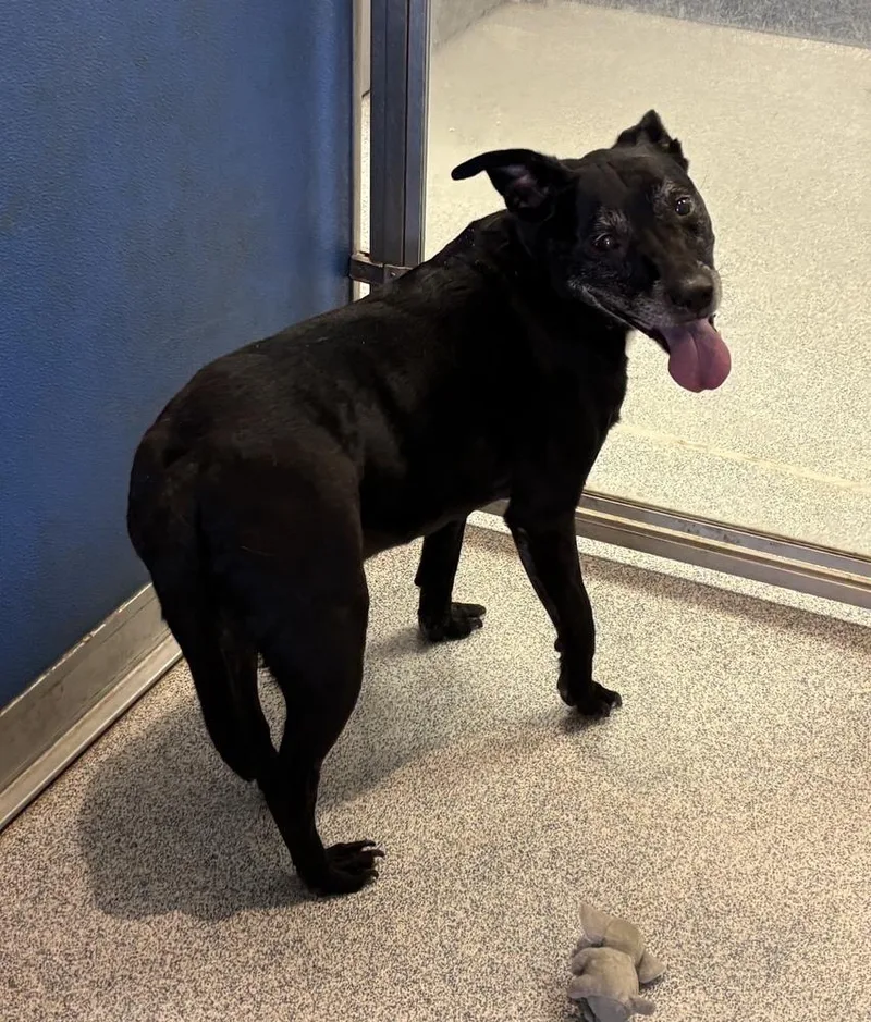 A senior medium-sized male Black Labrador Retriever dog named Finley for adoption in Bartlesville, OK