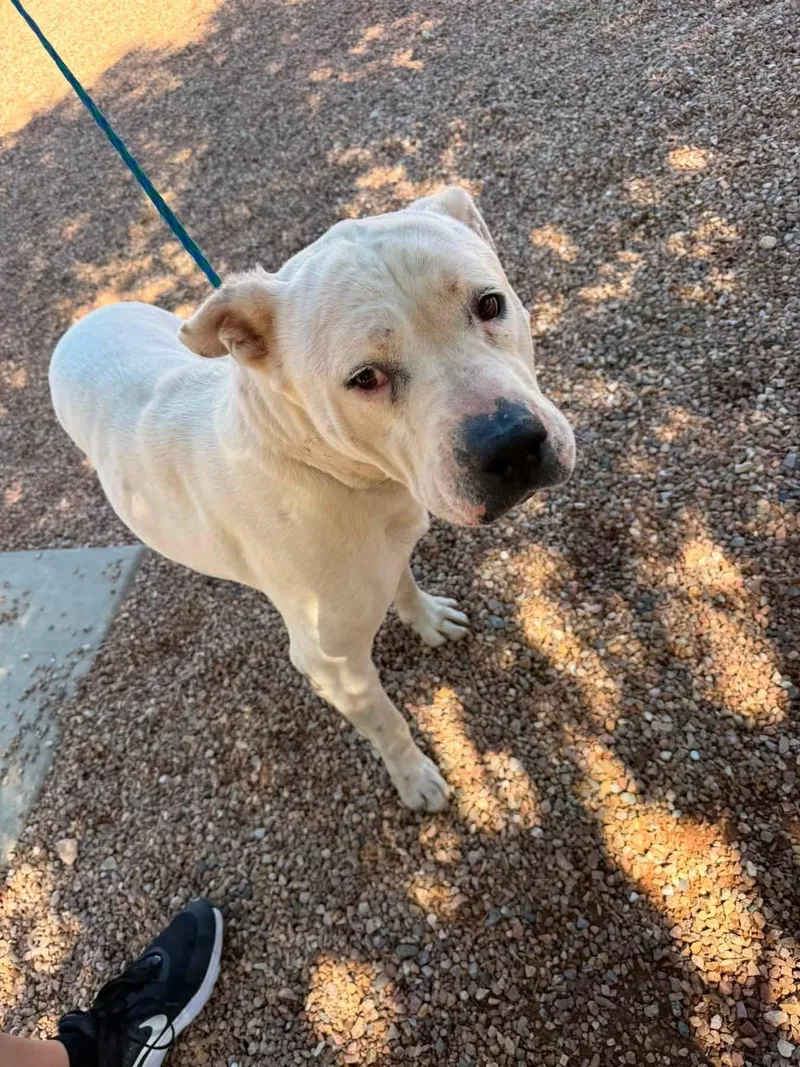An adult large-sized male White / Cream Pit Bull Terrier dog named Nugget for adoption in Sierra Vista, AZ