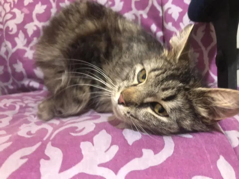 An adult medium-sized female Domestic Medium Hair cat named Jolene for adoption in Louisville, KY