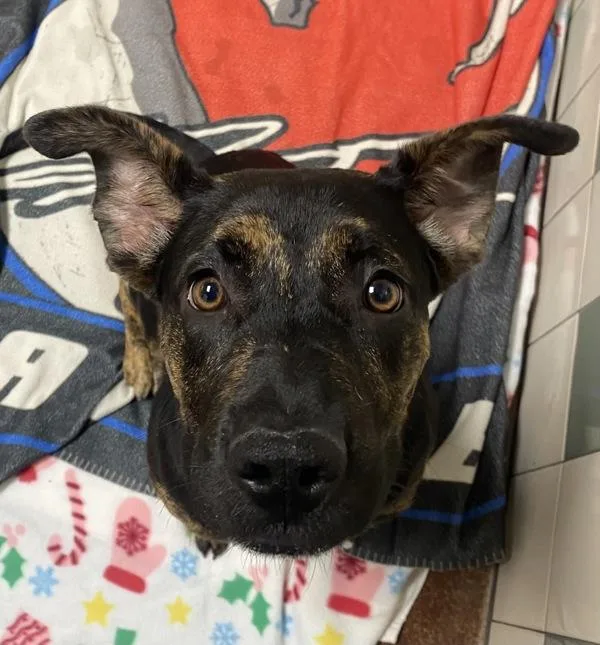 A young medium-sized female Shepherd dog named Mila for adoption in Monterey, CA