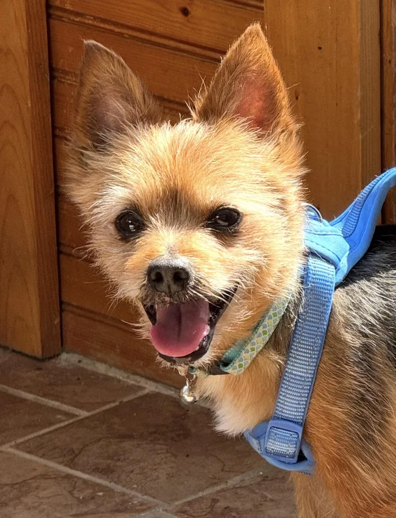 A senior small-sized male Black Yorkshire Terrier dog named Brady for adoption in Pelham, NH