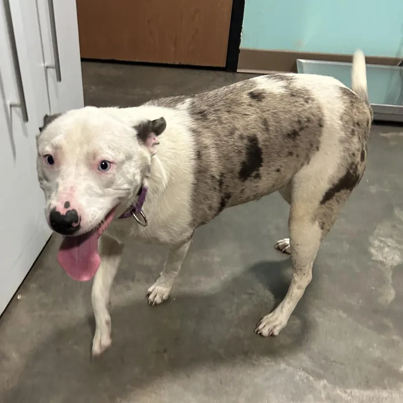 An adult medium-sized female White / Cream Pit Bull Terrier dog named Dottie for adoption in Cabot, AR