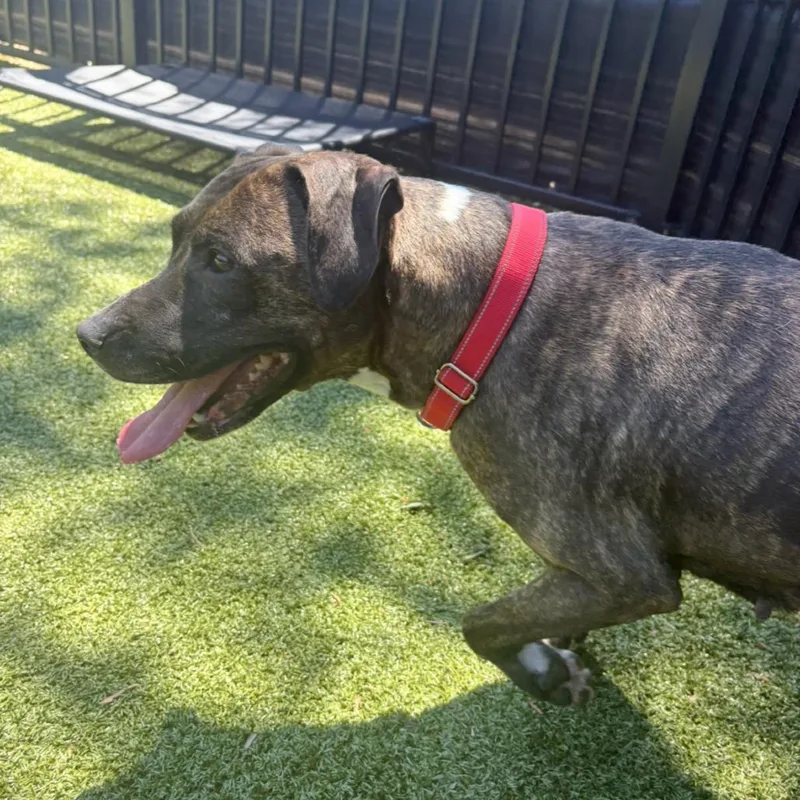 A young medium-sized female Brindle Pit Bull Terrier dog named Zoella for adoption in Charlottesville, VA