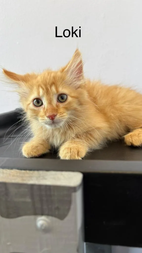 A baby medium-sized male Domestic Medium Hair cat named Loki for adoption in Lewisville, TX