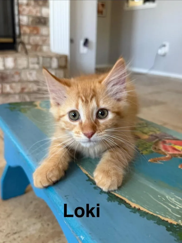 Loki thumbnail 4