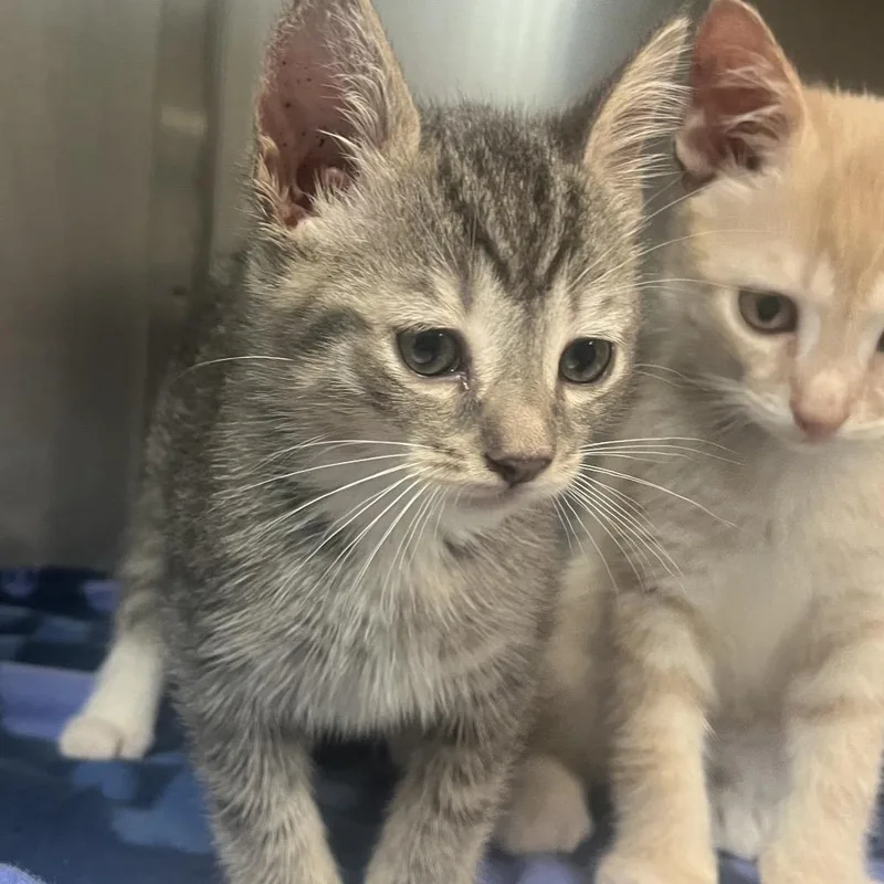A baby small-sized female Brown / Chocolate Domestic Short Hair cat named Honey for adoption in Newark, NJ