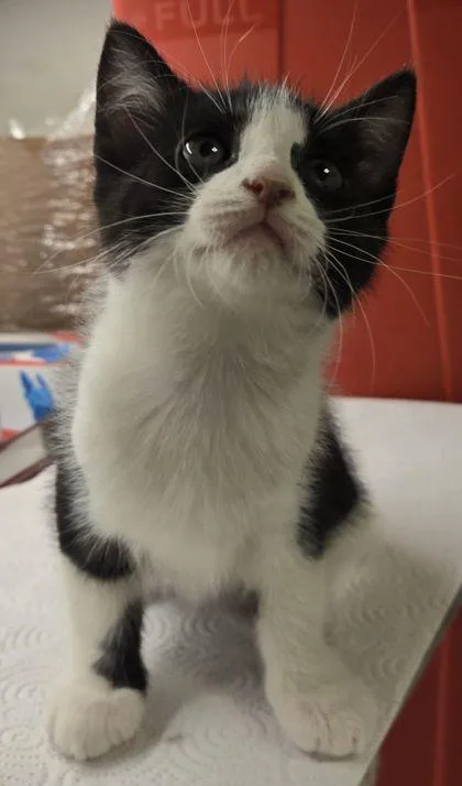 A baby small-sized male Domestic Short Hair cat named Purrloin for adoption in Fresno, CA