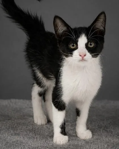 Purrloin thumbnail 2