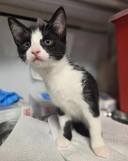 Purrloin thumbnail 3