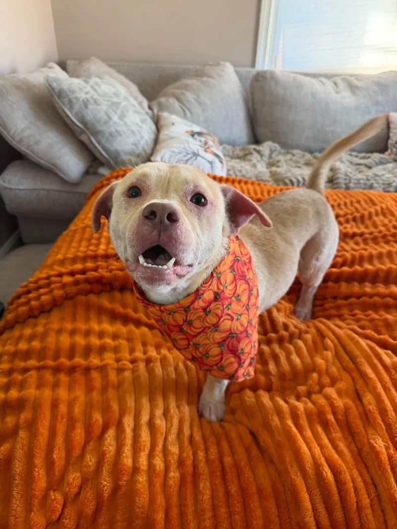 A young medium-sized male Cardigan Welsh Corgi dog named Milo for adoption in Cleveland, OH