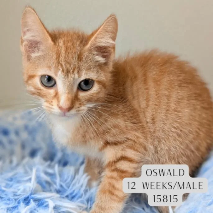 Oswald