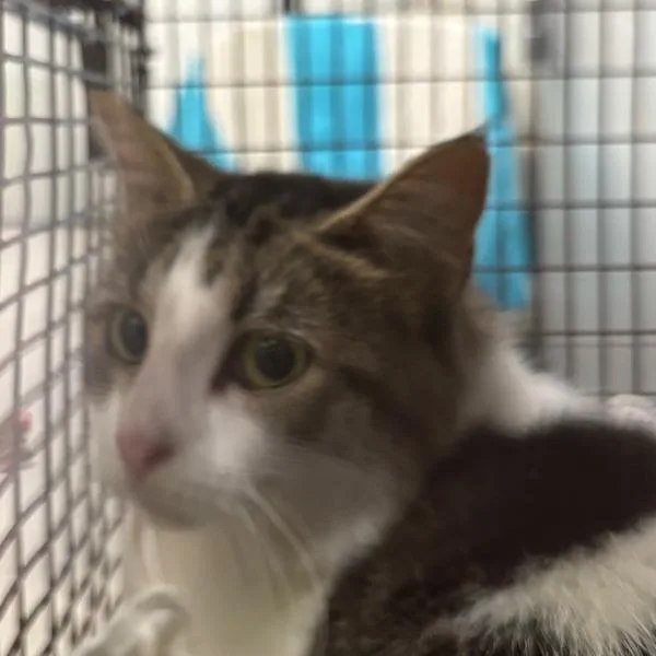 An adult small-sized female Domestic Medium Hair cat named Justina for adoption in Des Moines, IA
