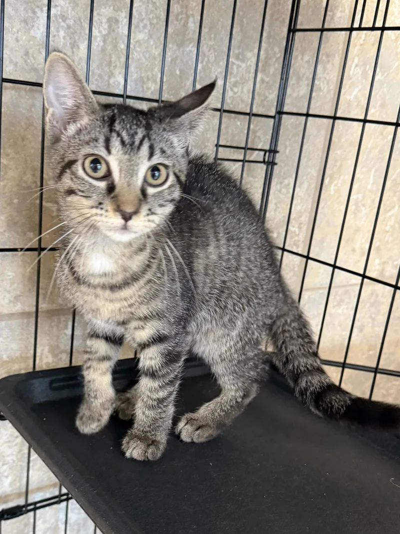 A young medium-sized male Domestic Short Hair cat named Dearden for adoption in Satellite Beach, FL