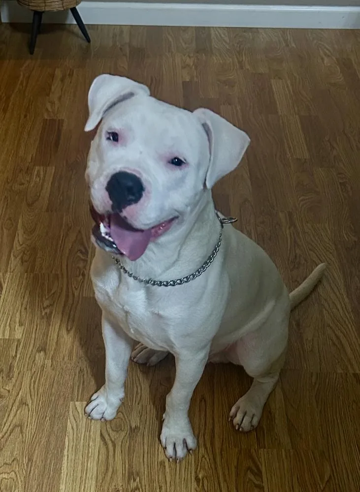 A young large-sized male White / Cream Pit Bull Terrier dog named Cody for adoption in Pleasant Hill, CA
